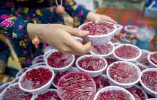 توسعه صنایع تبدیلی برای افزایش صادرات انار